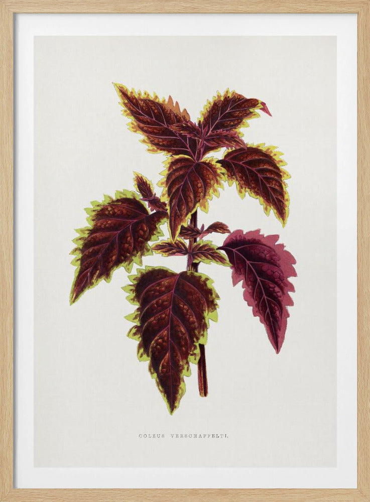 Pink Coleus Leaf Illustration | Poster
