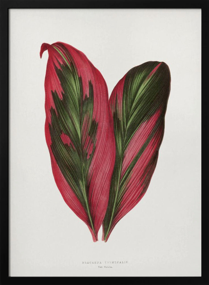 Roze Dracaena Terminalis bladillustratie | Poster