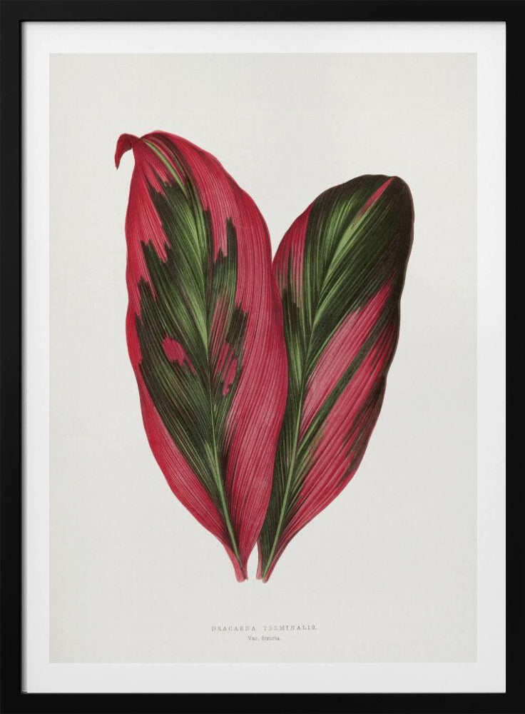 Roze Dracaena Terminalis bladillustratie | Poster