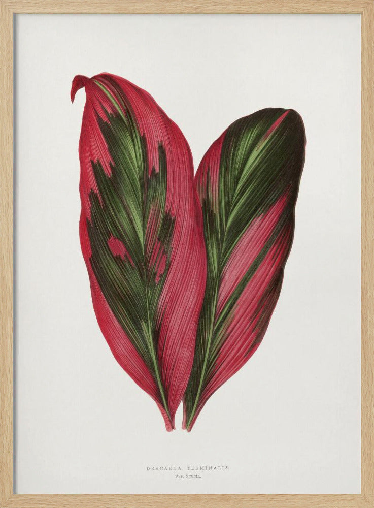 Roze Dracaena Terminalis bladillustratie | Poster