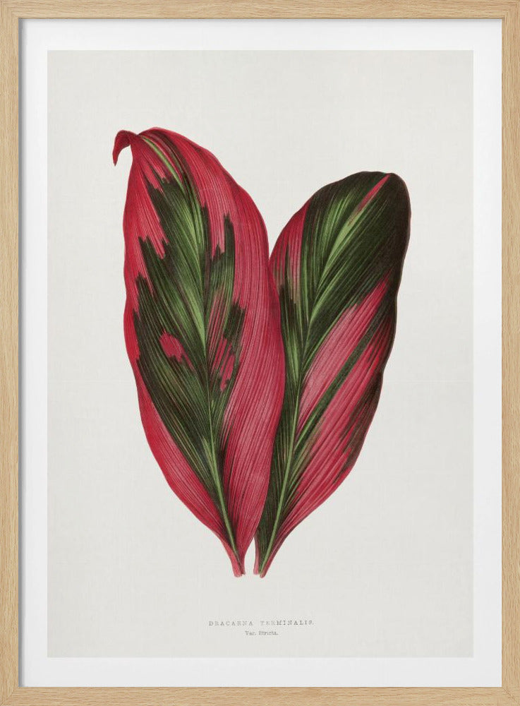 Roze Dracaena Terminalis bladillustratie | Poster