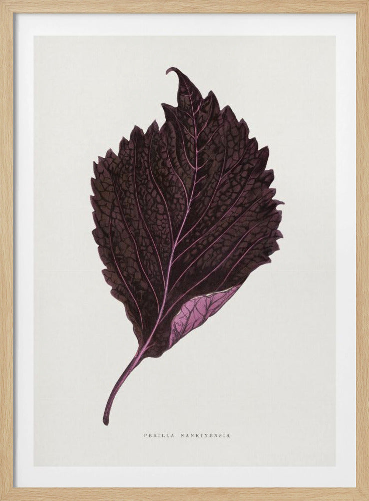 Pink Perilla Nankinensis Leaf Illustration | Poster