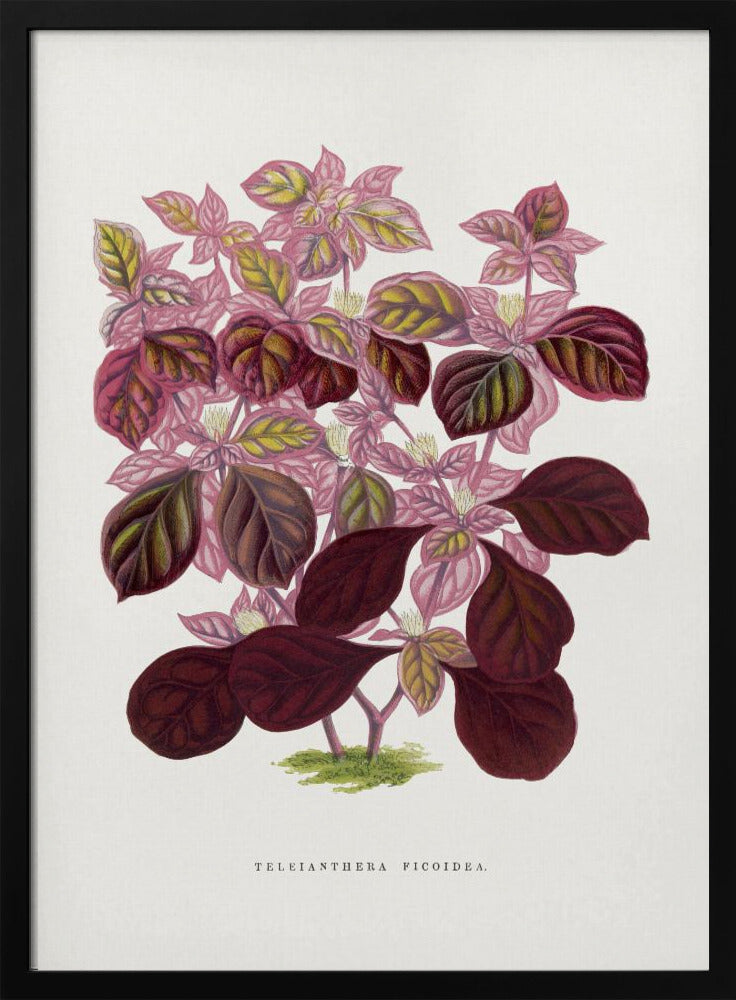 Roze Teleianthera Ficoidea bladillustratie | Poster