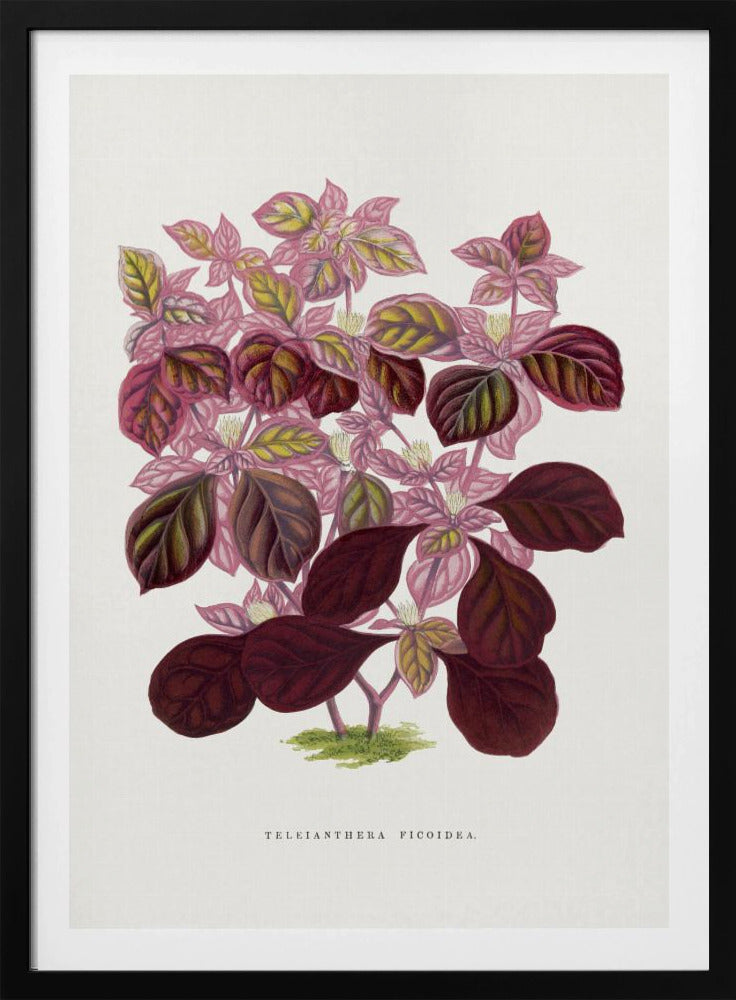 Roze Teleianthera Ficoidea bladillustratie | Poster