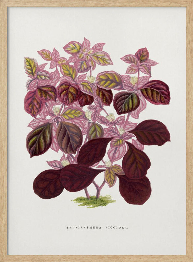 Roze Teleianthera Ficoidea bladillustratie | Poster