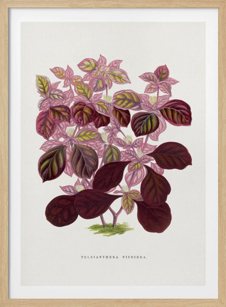 Roze Teleianthera Ficoidea bladillustratie | Poster