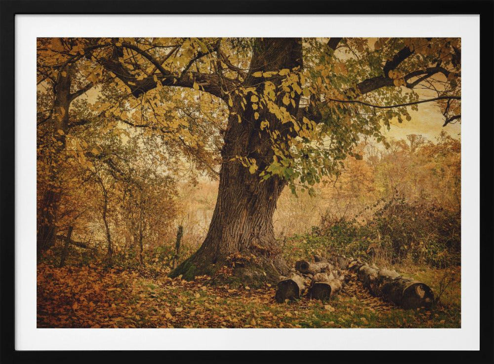 Oude boom | Poster