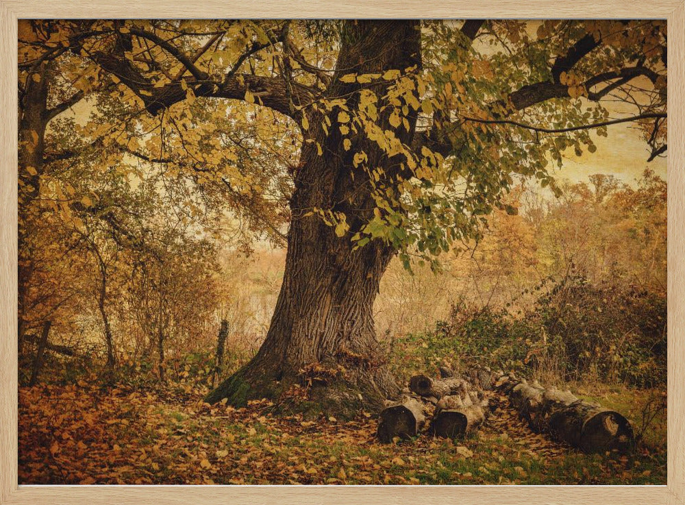 Oude boom | Poster