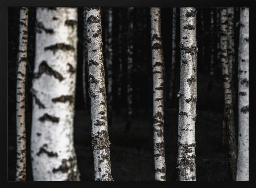 Berkenbomen 8 | Poster