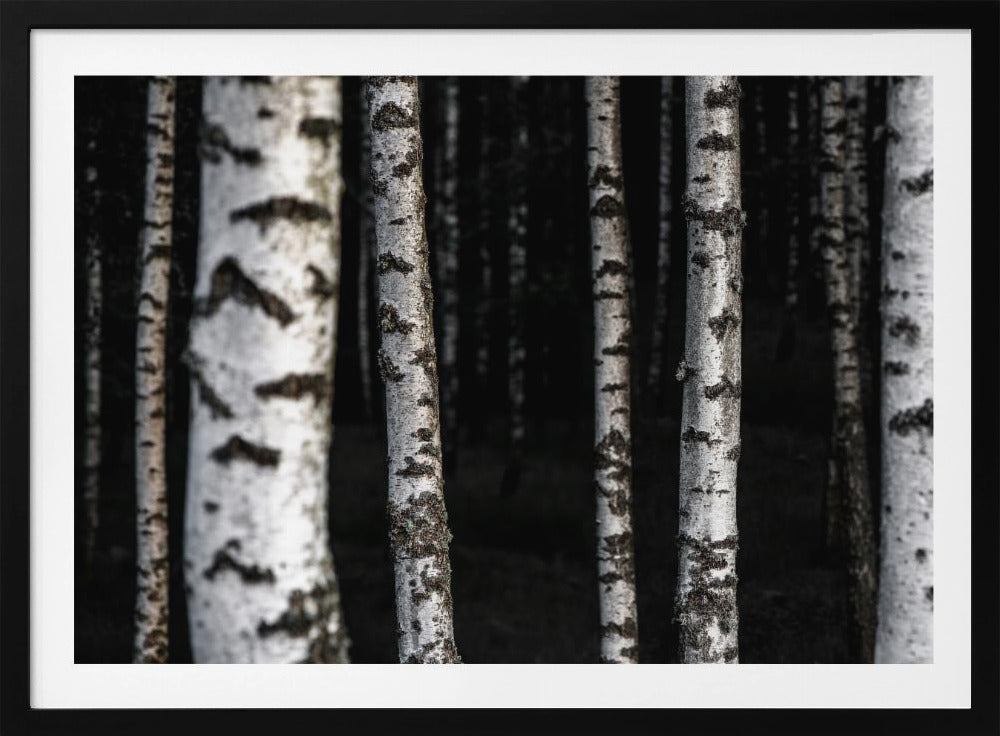 Berkenbomen 8 | Poster