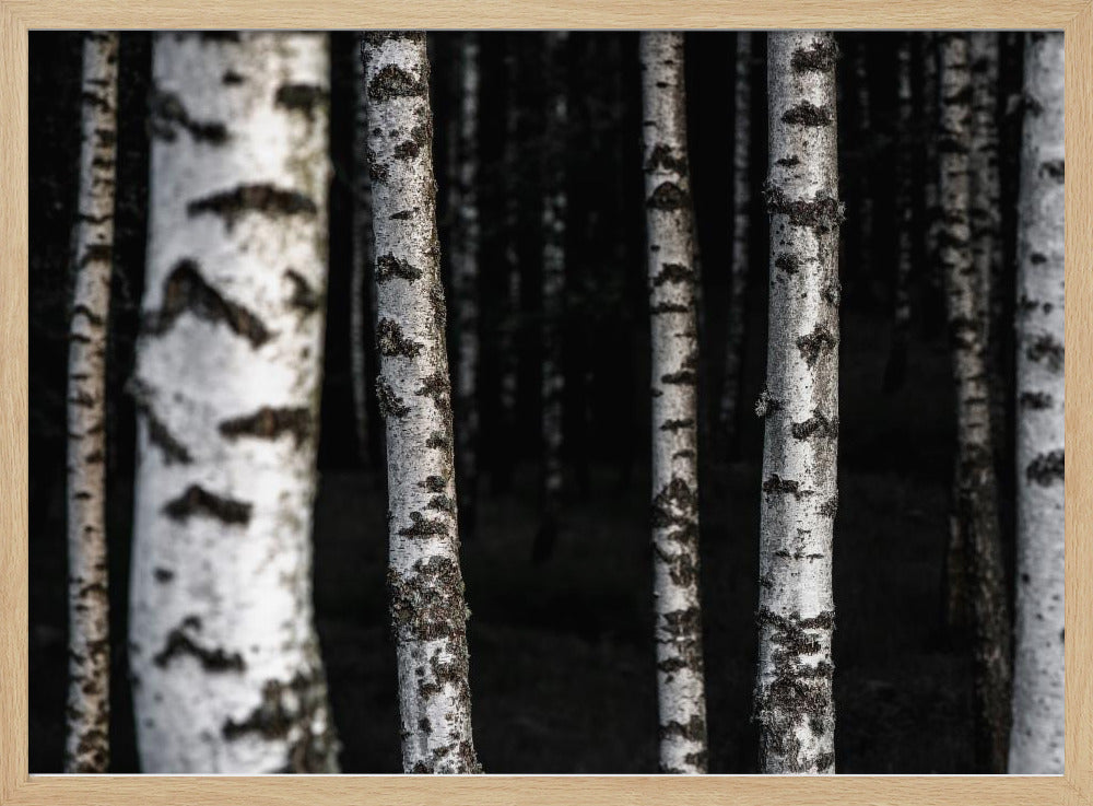 Berkenbomen 8 | Poster