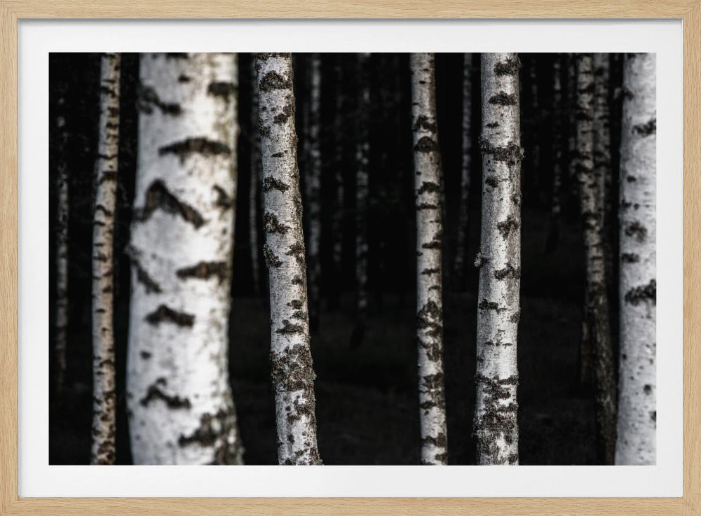 Berkenbomen 8 | Poster