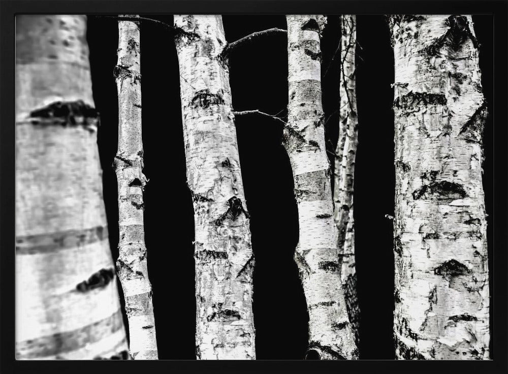 Berkenbomen | Poster