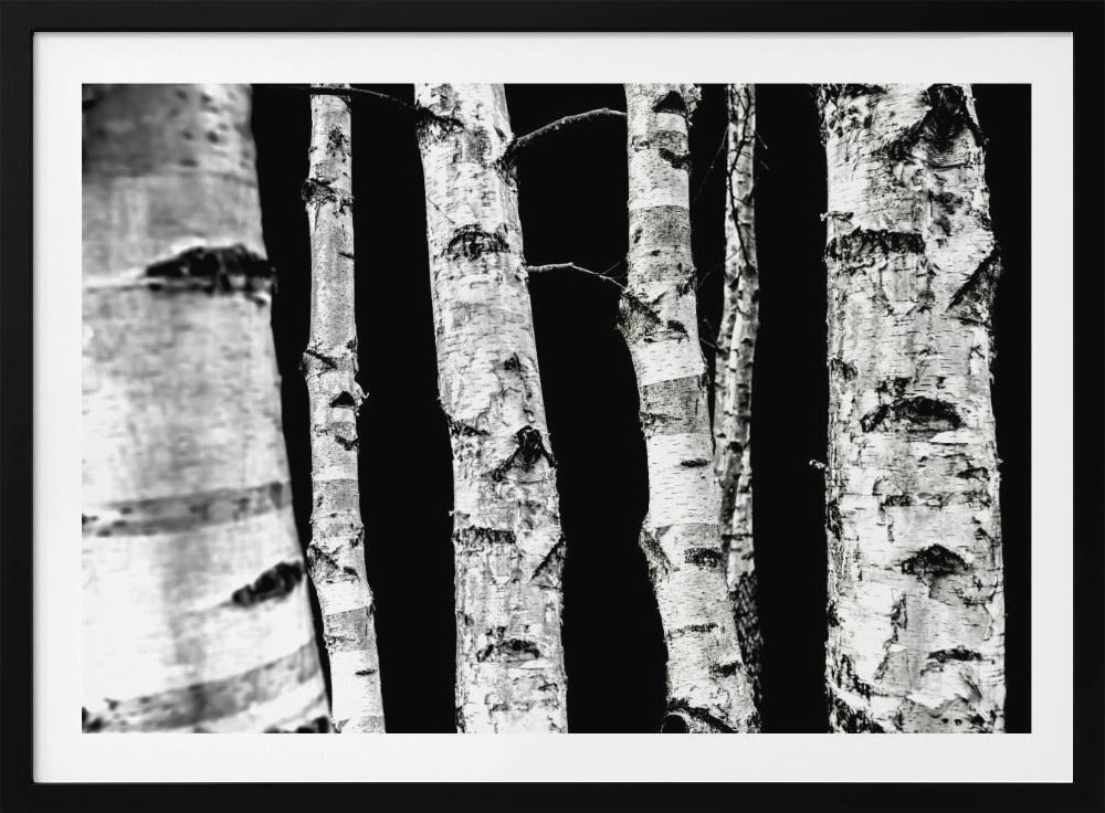 Berkenbomen | Poster