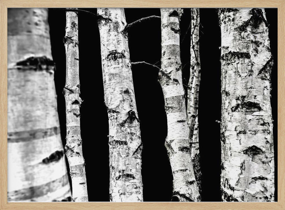 Berkenbomen | Poster