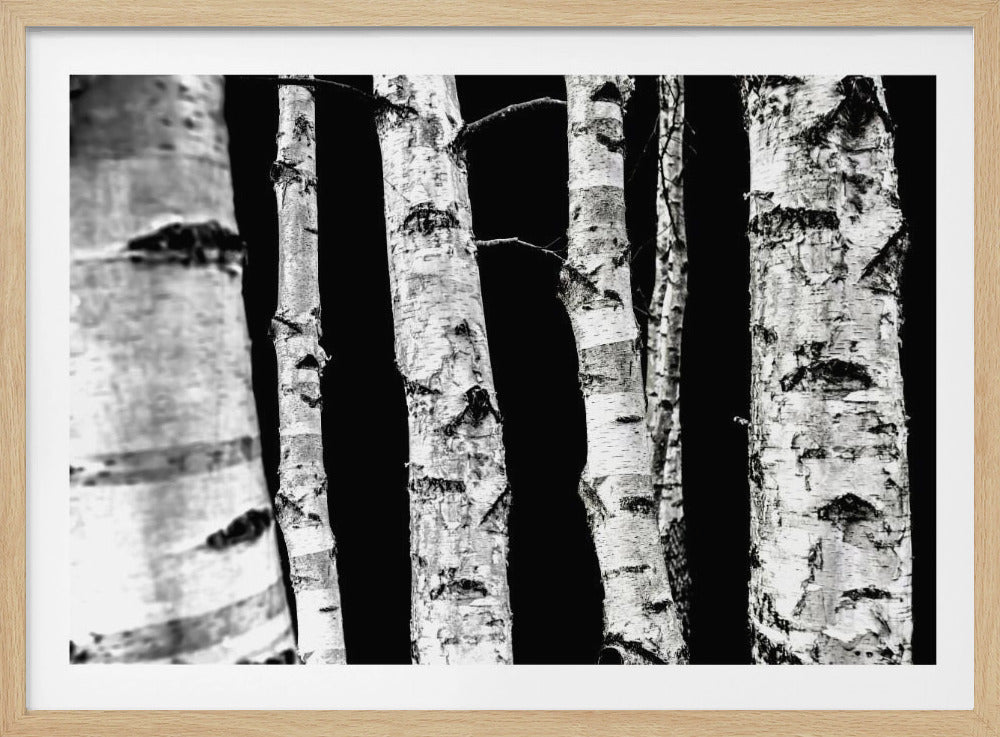 Berkenbomen | Poster