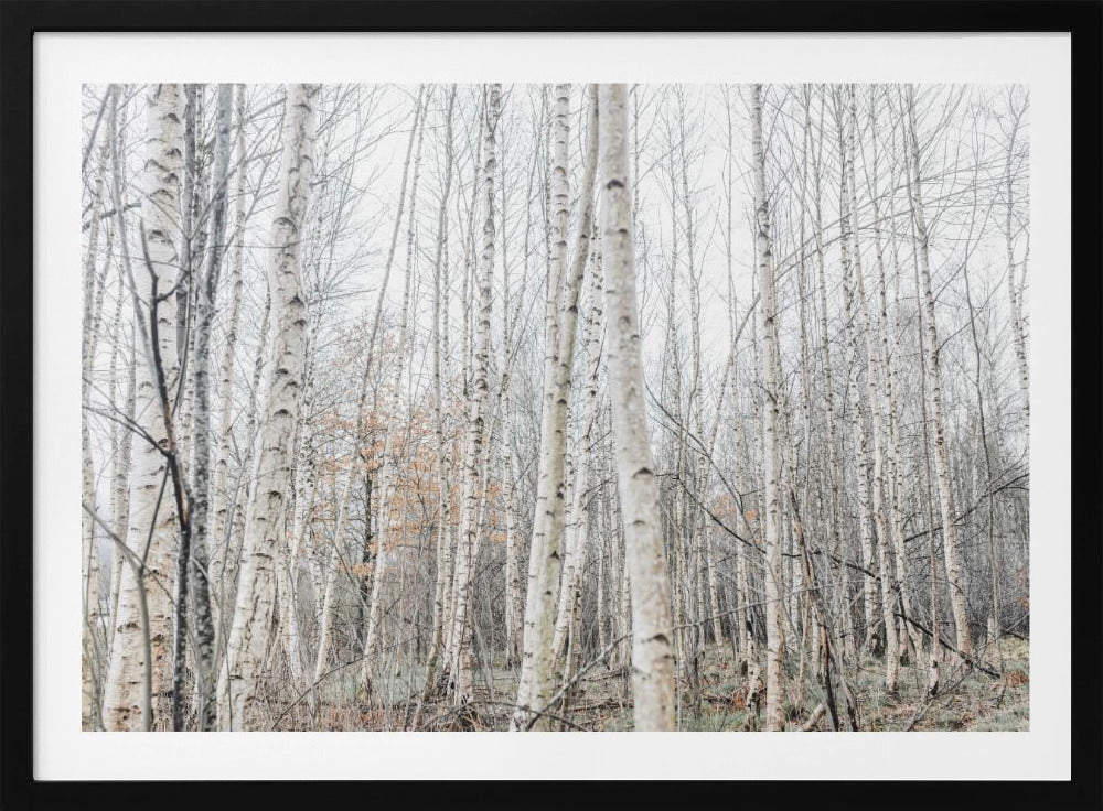 Berkenbomen 9 | Poster