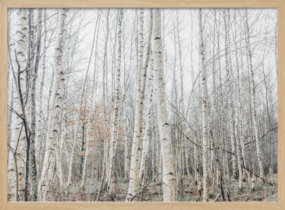Berkenbomen 9 | Poster
