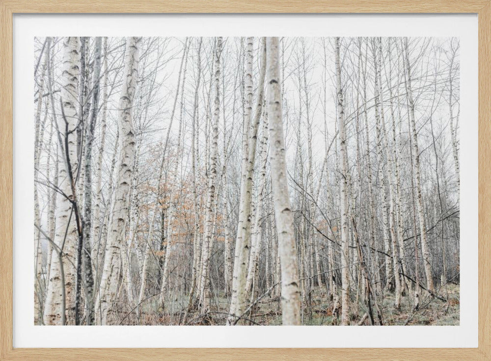 Berkenbomen 9 | Poster