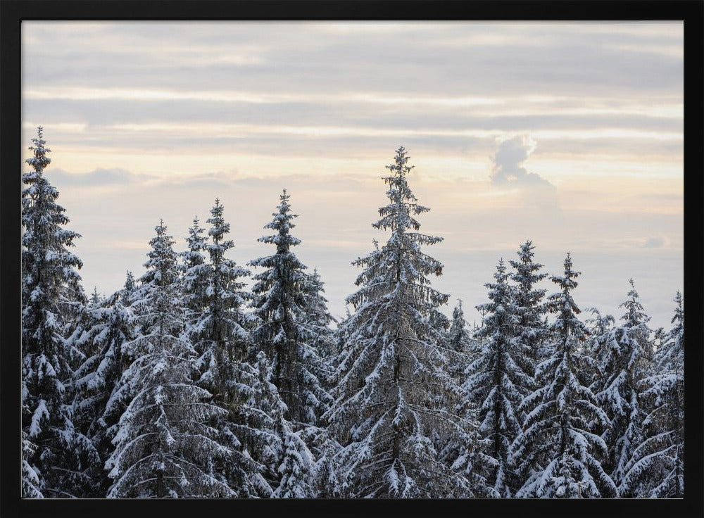 Besneeuwde bomen 8 | Poster