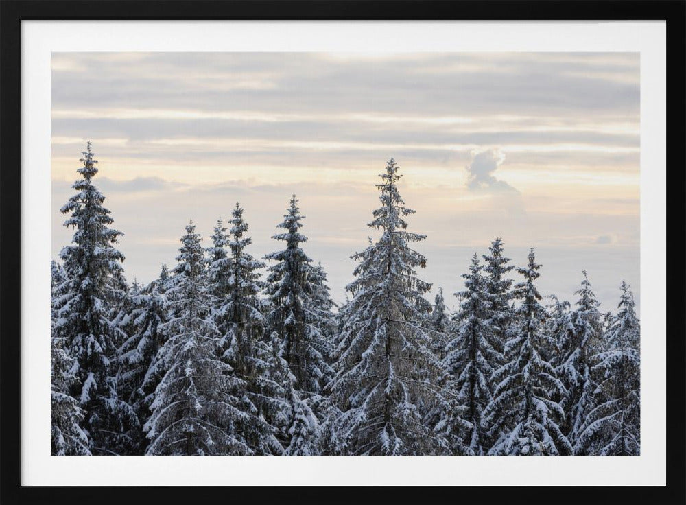 Besneeuwde bomen 8 | Poster