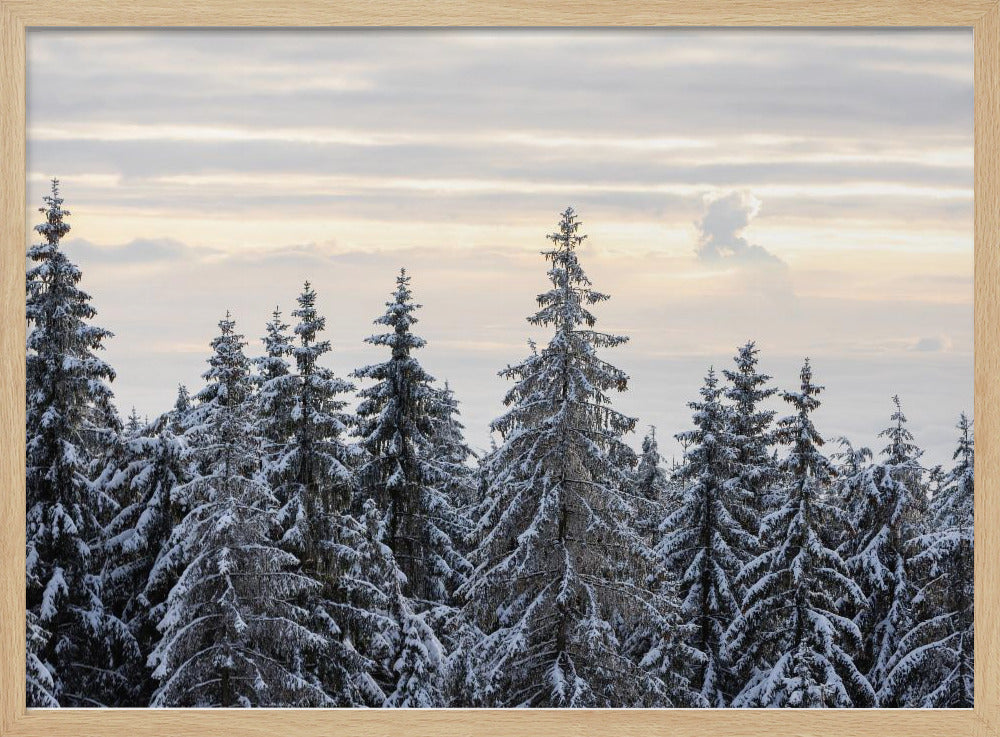 Besneeuwde bomen 8 | Poster