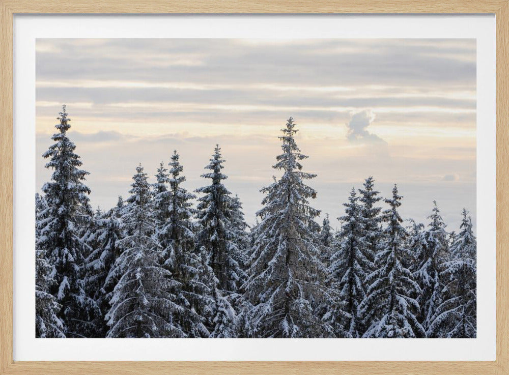 Besneeuwde bomen 8 | Poster