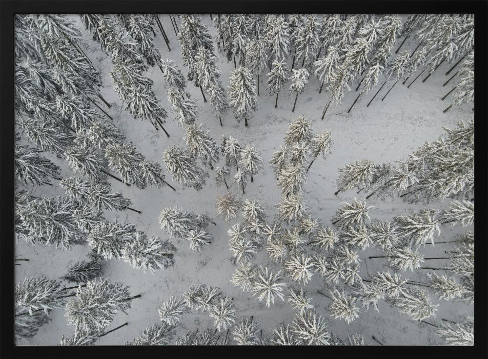 Besneeuwde bomen 3 | Poster