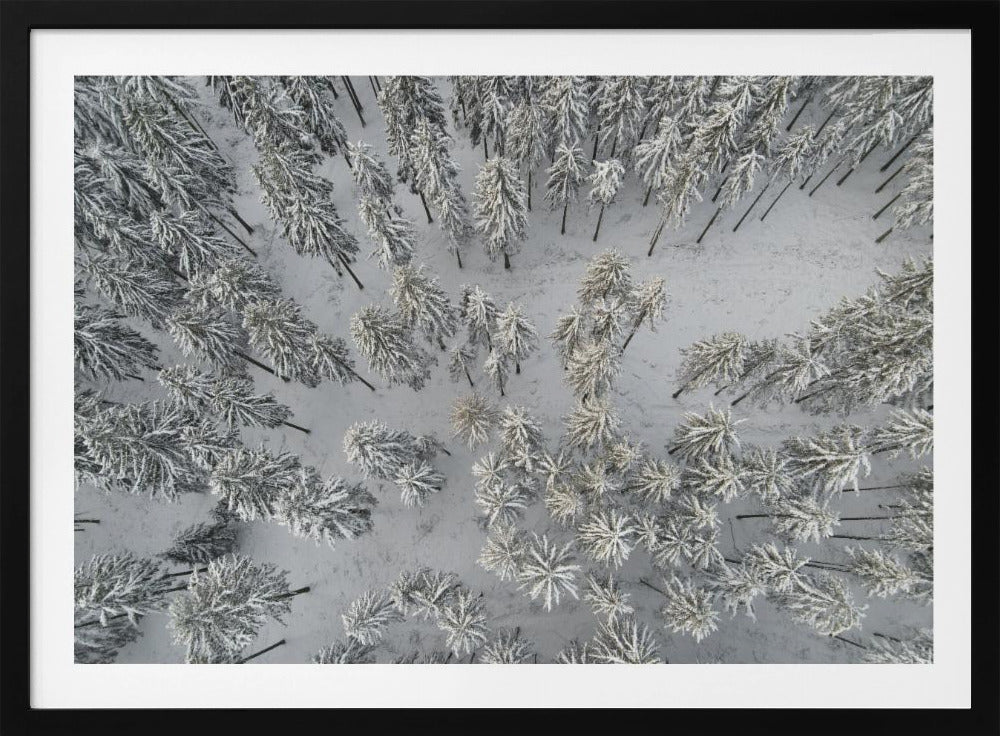 Besneeuwde bomen 3 | Poster