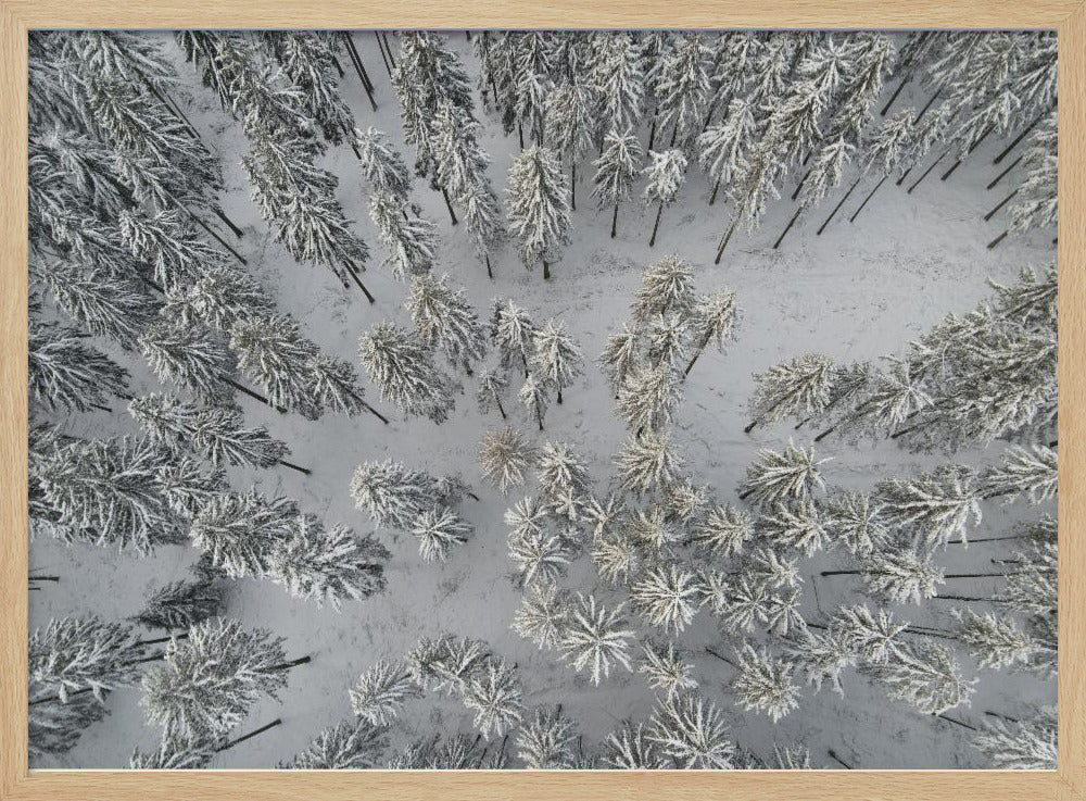 Besneeuwde bomen 3 | Poster