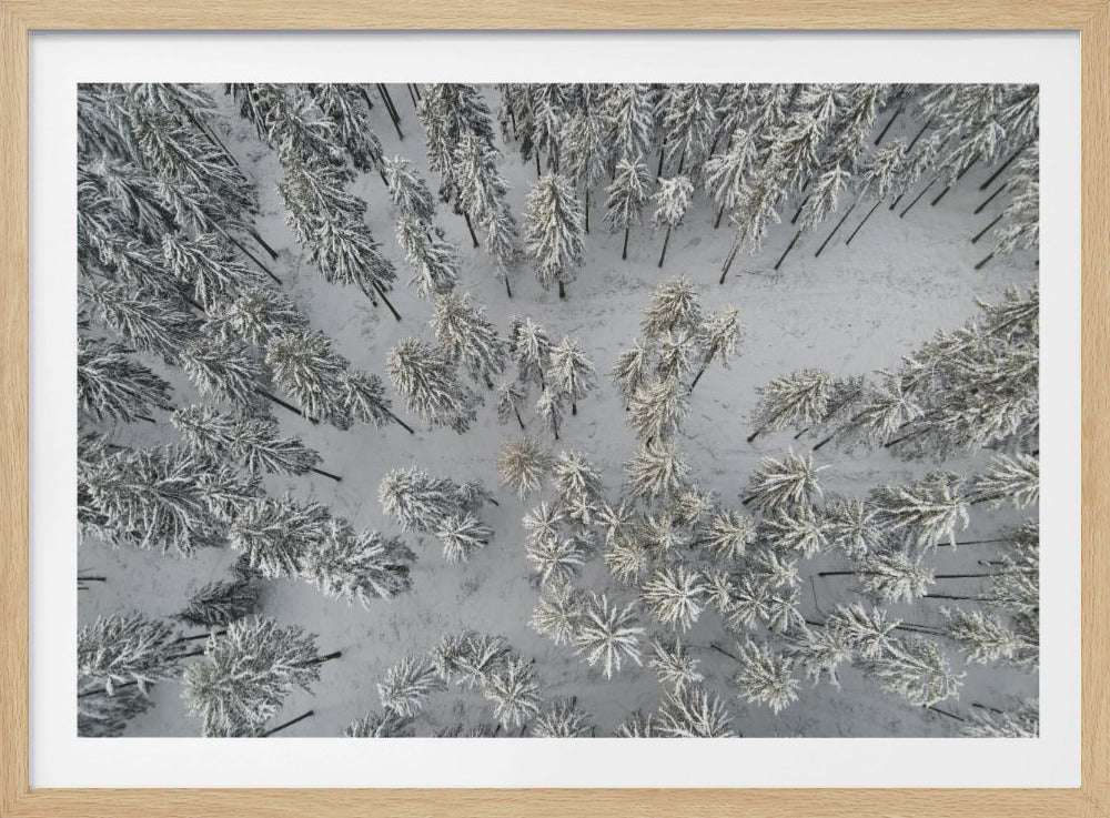 Besneeuwde bomen 3 | Poster