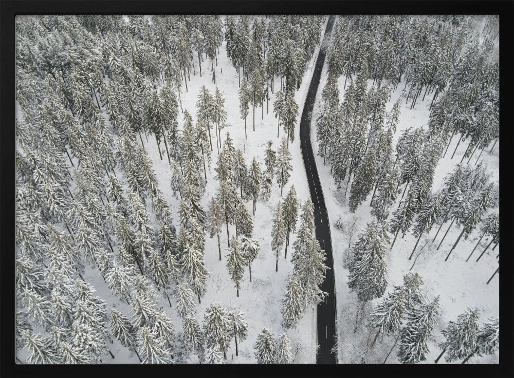 Besneeuwde bomen 5 | Poster