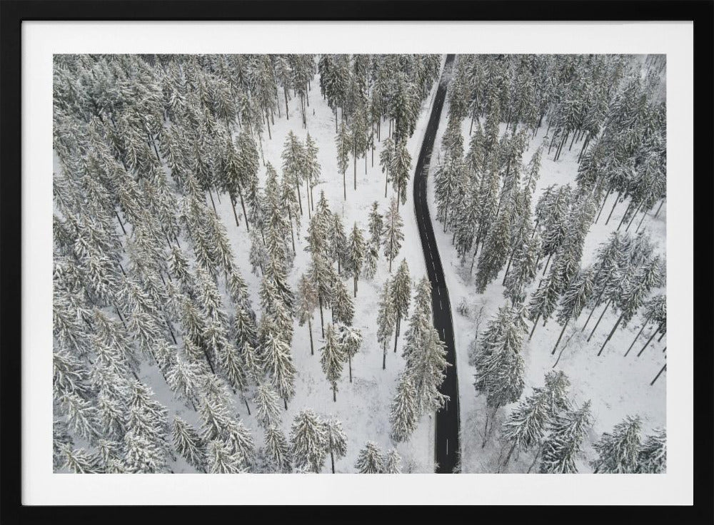 Besneeuwde bomen 5 | Poster
