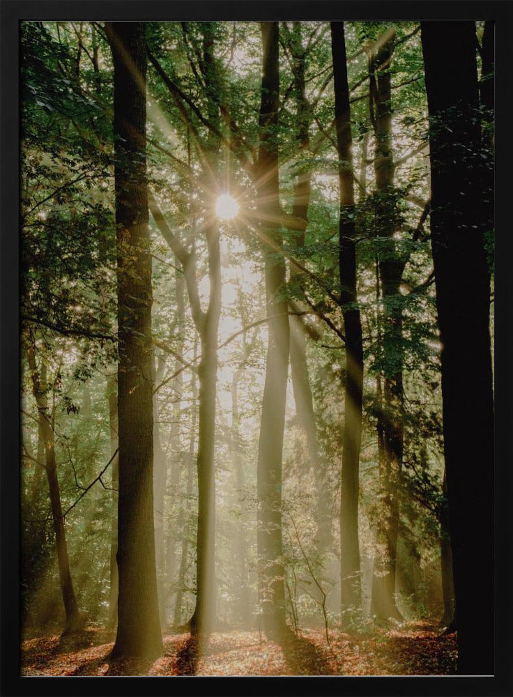 Zonnestralen door het bos | Poster