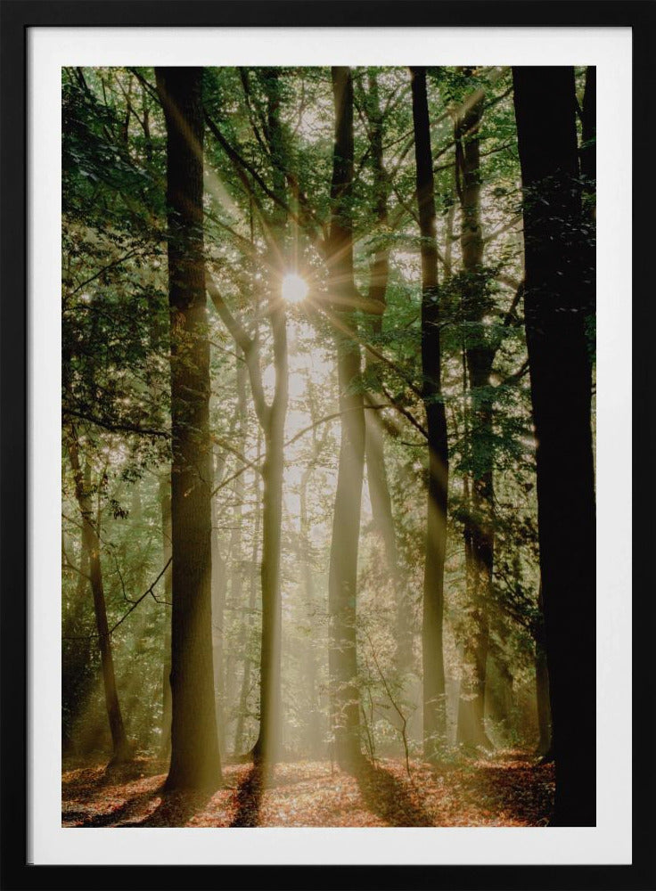 Zonnestralen door het bos | Poster