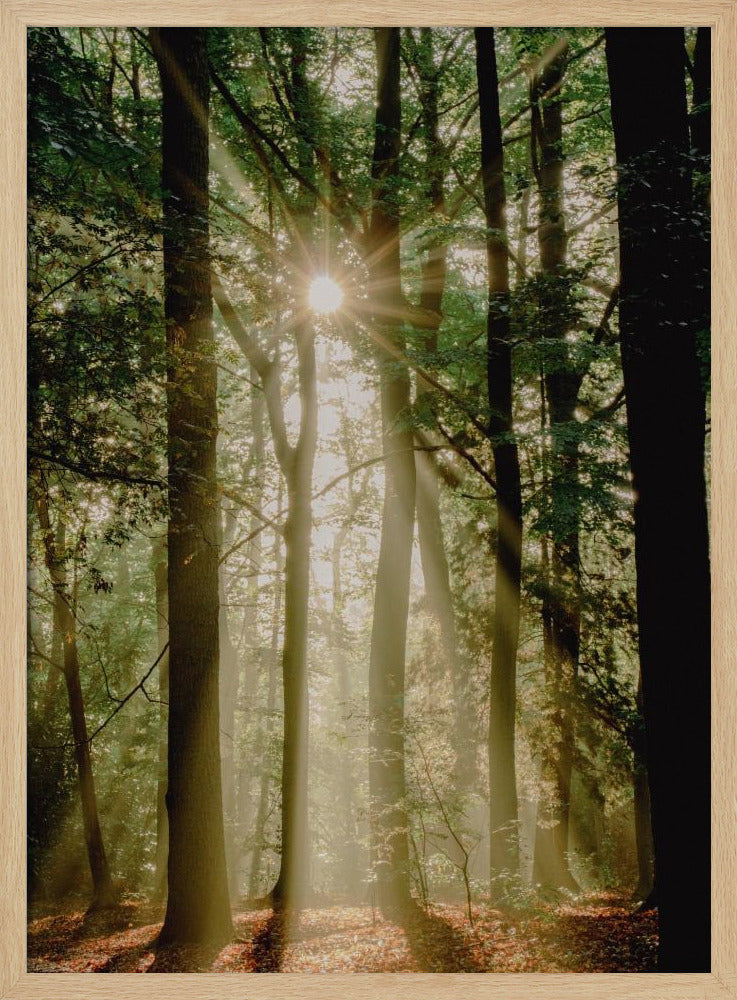Zonnestralen door het bos | Poster