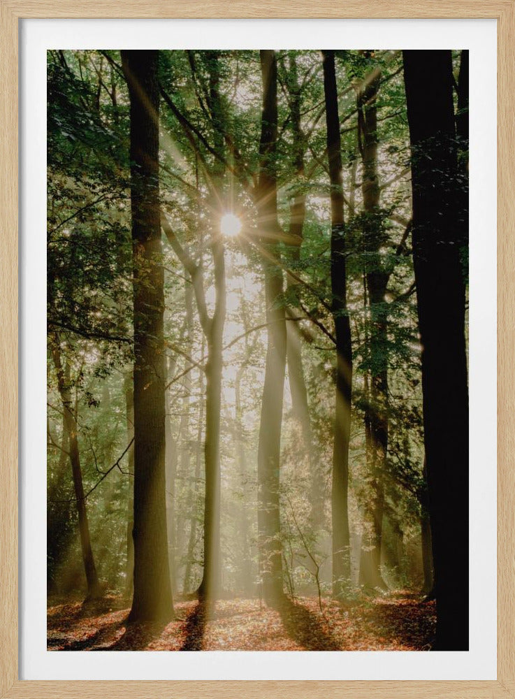 Zonnestralen door het bos | Poster