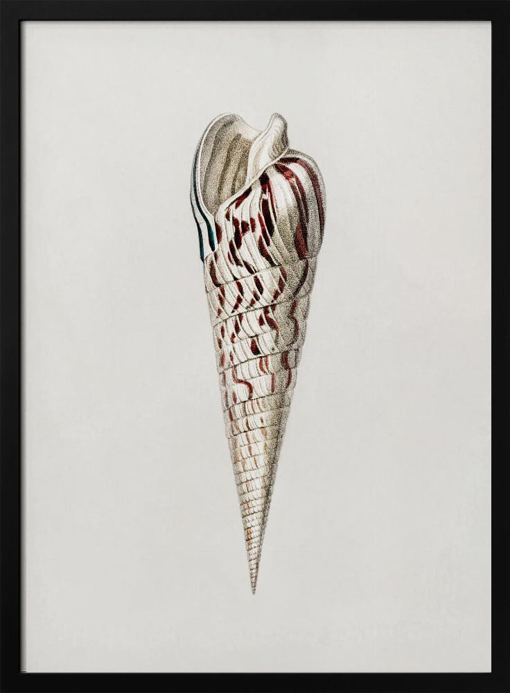 Mollusks Crop III | Poster