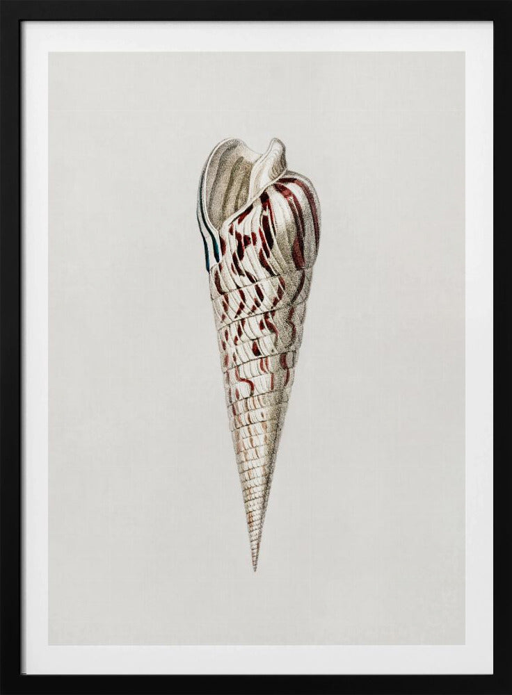 Mollusks Crop III | Poster