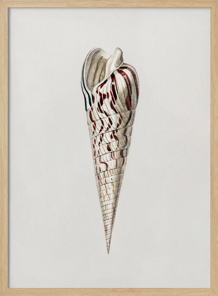 Mollusks Crop III | Poster
