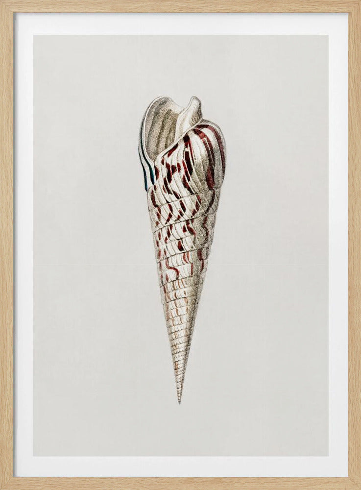 Mollusks Crop III | Poster