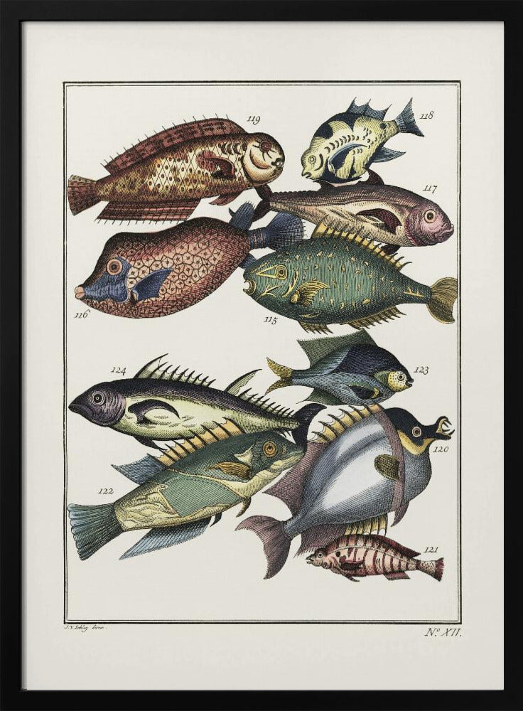 Exotische vissen (1767) door JV Schley | Poster