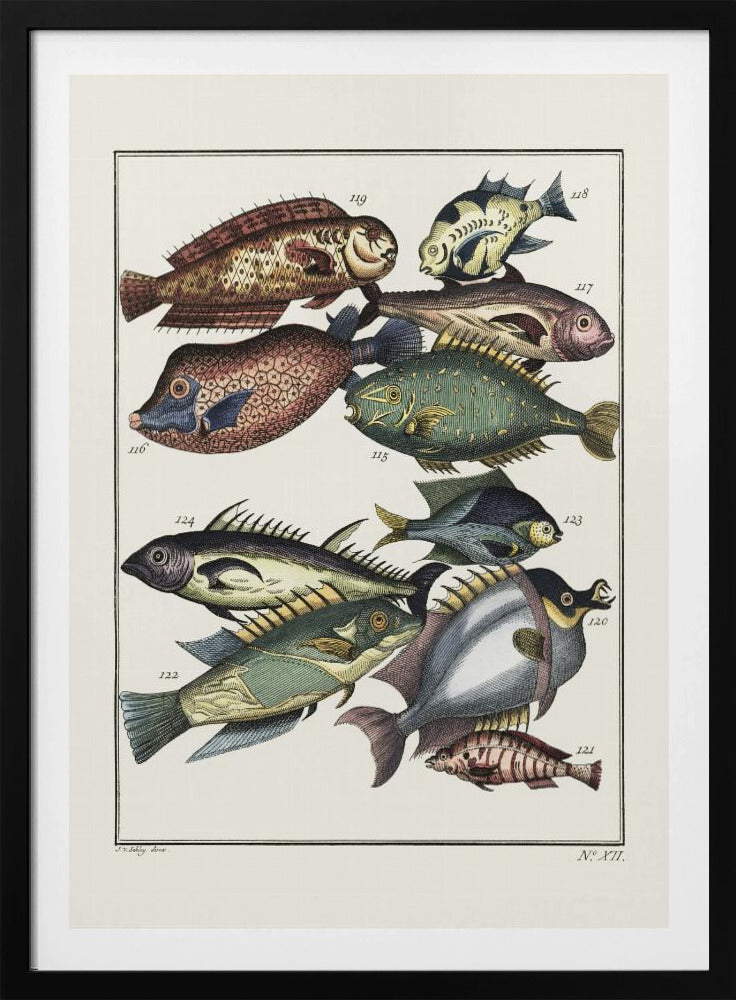 Exotische vissen (1767) door JV Schley | Poster