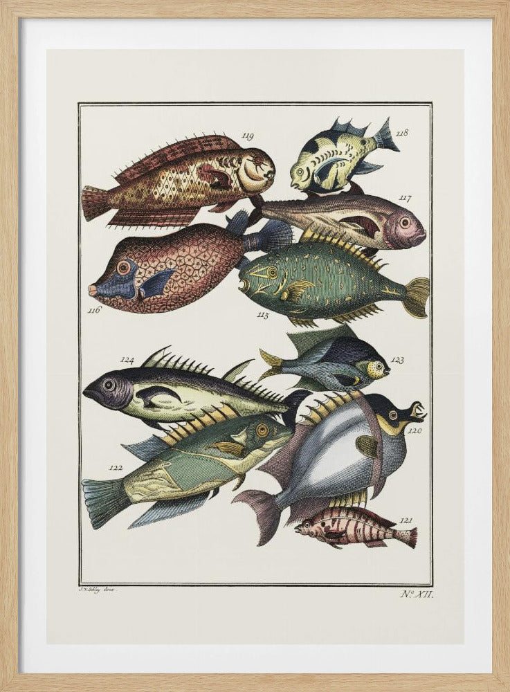 Exotische vissen (1767) door JV Schley | Poster