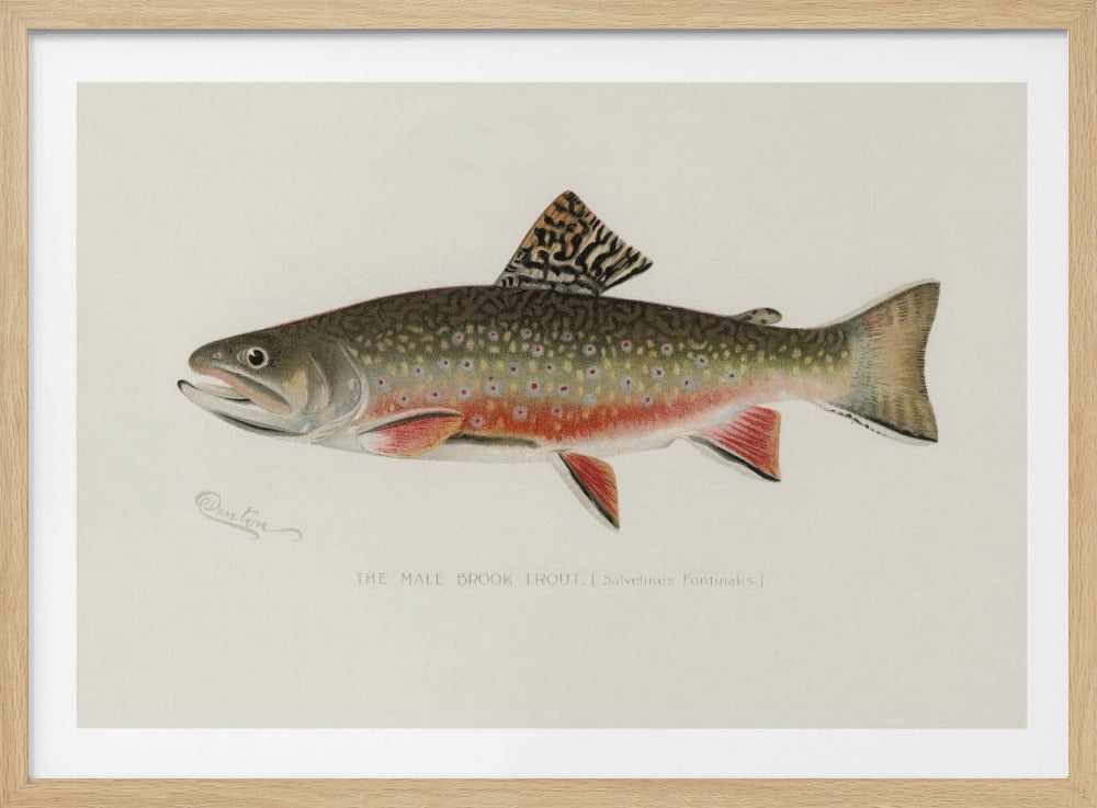 Mannelijke beekforel | Poster