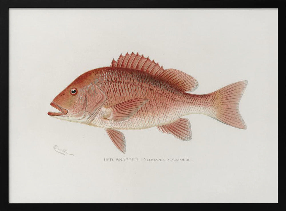 Rode Snapper | Poster
