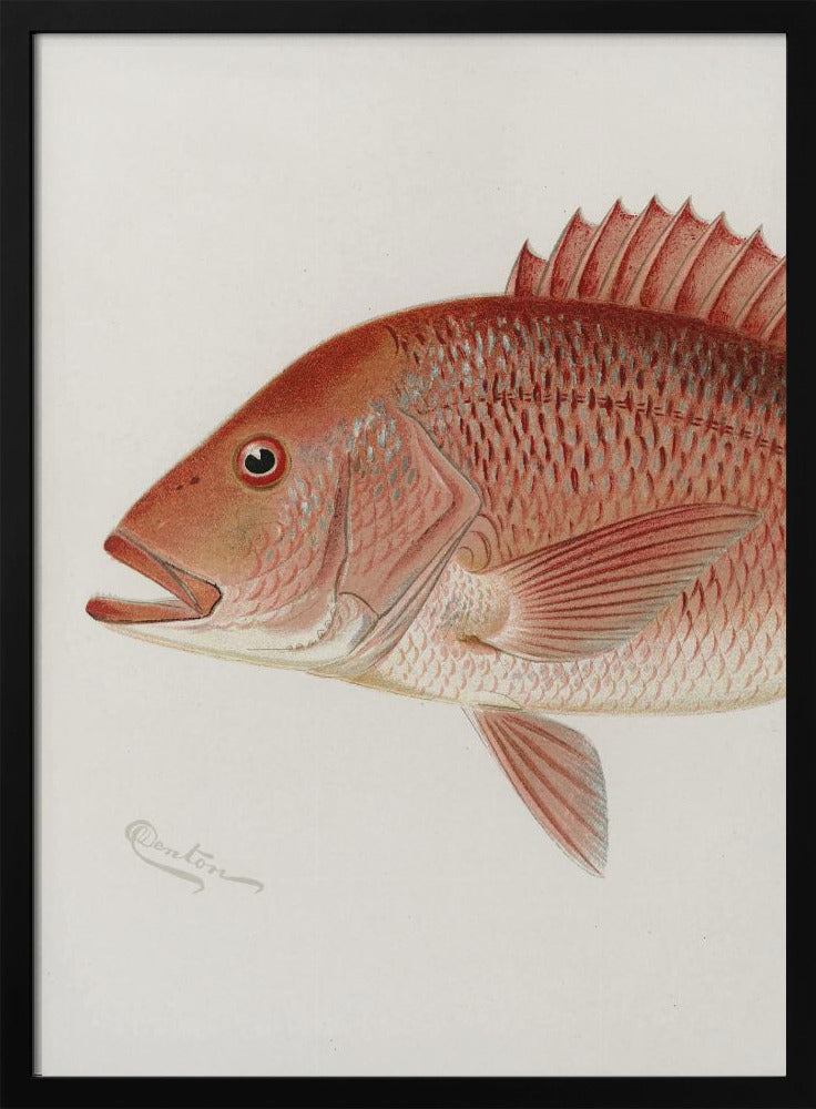 Red Snapper | Poster