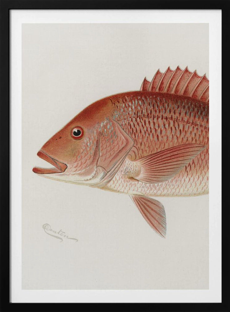 Red Snapper | Poster