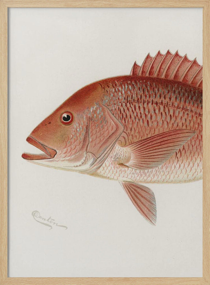 Red Snapper | Poster