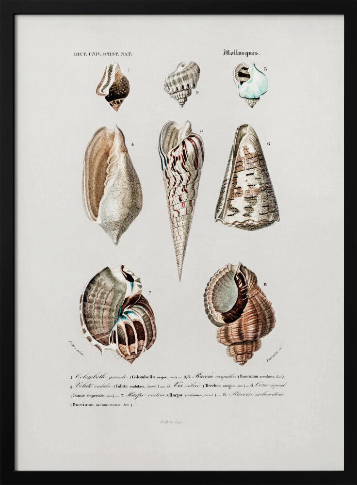 Sealife I | Poster